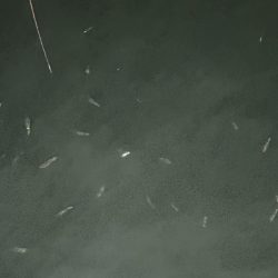 アジングのつもりが