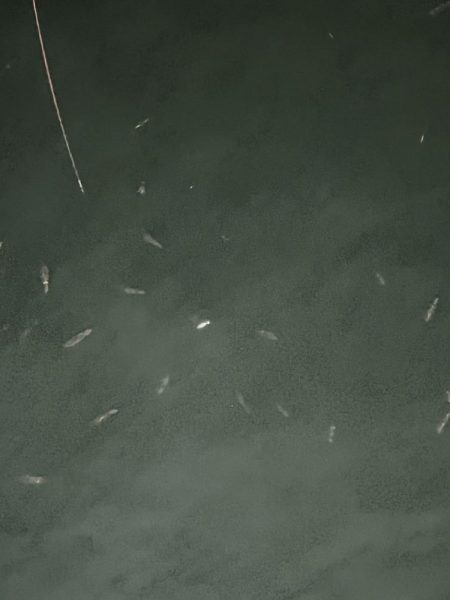 アジングのつもりが