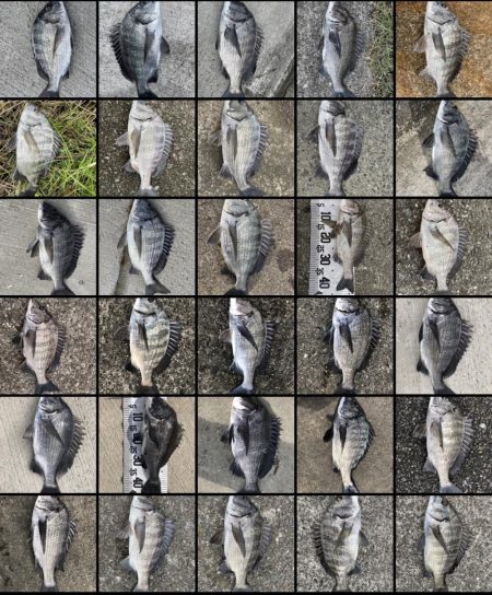 イチノ兄弟、釣果！