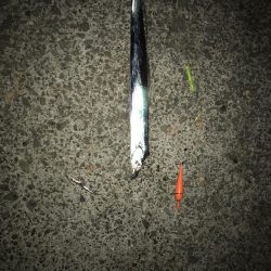 やっときました！