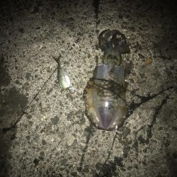 ヤエンでアオリイカGET