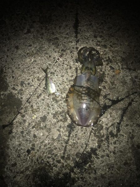 ヤエンでアオリイカGET