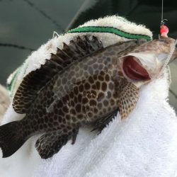 帰ってきたメッキからの小オオモン