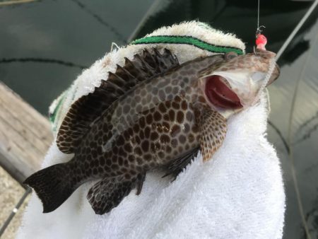 帰ってきたメッキからの小オオモン