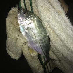 夜メッキから朝練メッキで最後にヒラメ!