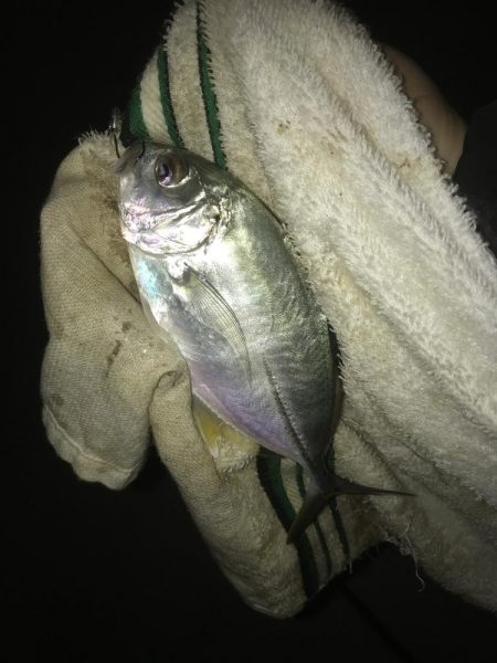 夜メッキから朝練メッキで最後にヒラメ!