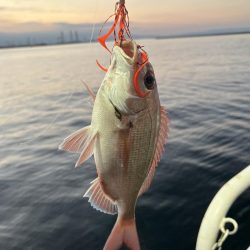 タイラバにタイ