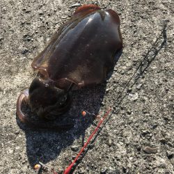 ヤエンでアオリイカ3杯GET