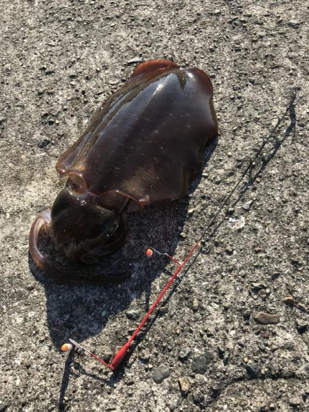 ヤエンでアオリイカ3杯GET