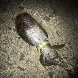 ヤエンでアオリイカGET