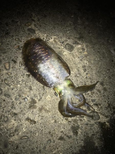 ヤエンでアオリイカGET