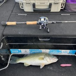 北山田50cm他4匹