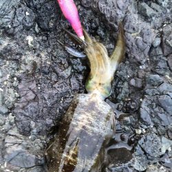 こんな磯誰も来ないよポイントに