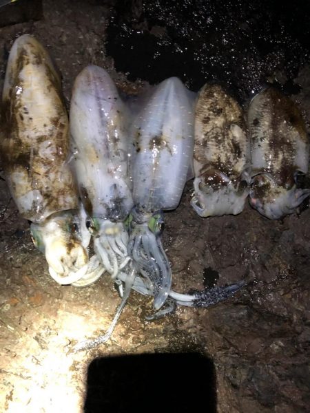 こんな磯に誰も来ないよポイントエギング