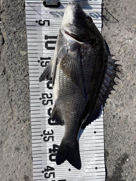 イチノ兄弟、釣果！