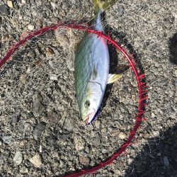 ひらすらハマチ