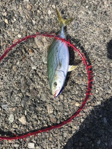 ひらすらハマチ