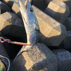 サゴシたまにサワラ！