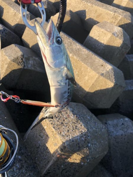 サゴシたまにサワラ！