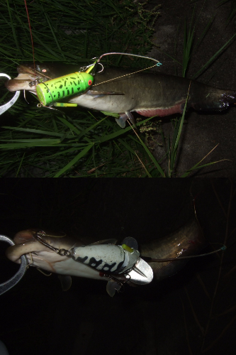 今回が今シーズンラスト釣行かも!?