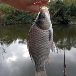 紀ノ川／田井ノ瀬　ヘラブナ釣り　マブナ中心に８枚