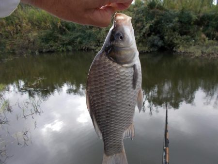 紀ノ川／田井ノ瀬　ヘラブナ釣り　マブナ中心に８枚