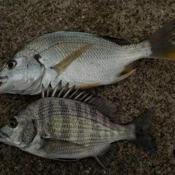 マゴ・ヒラフィッシング　その２