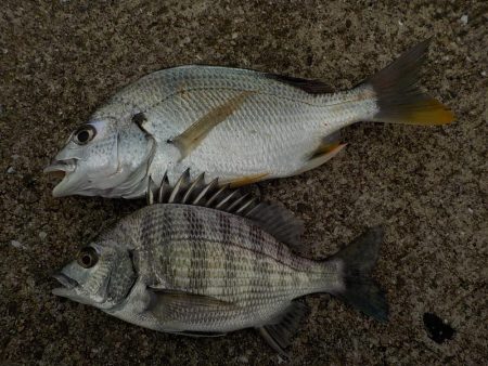 マゴ・ヒラフィッシング　その２