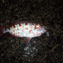 奄美大島 3回目のチャレンジ その1