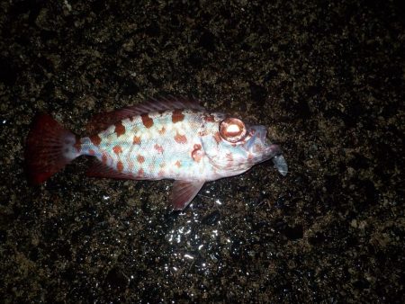 奄美大島 3回目のチャレンジ その1