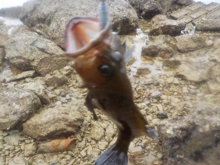 奄美大島　3回目のチャレンジ　その２