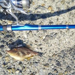 カワハギ ウマズラ