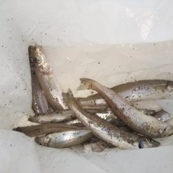 ちょい投げキスⅡ