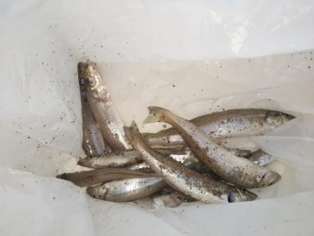 ちょい投げキスⅡ