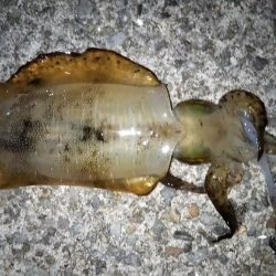 新子の成長が速い