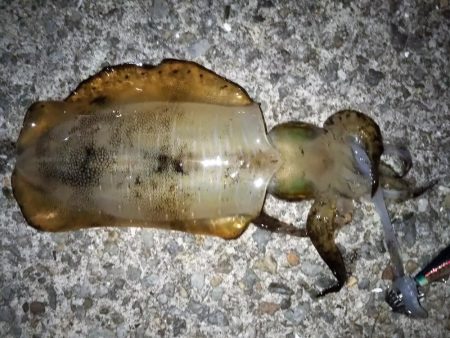 新子の成長が速い