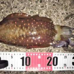 休日はエギング無理・・・