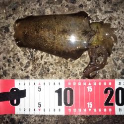 雨が降る前のエギング釣行