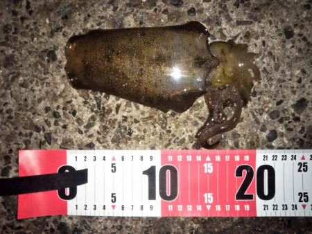 雨が降る前のエギング釣行