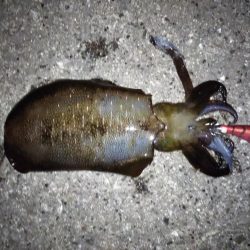 今季アオリイカ記録再更新