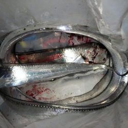 タチウオは何処へ?