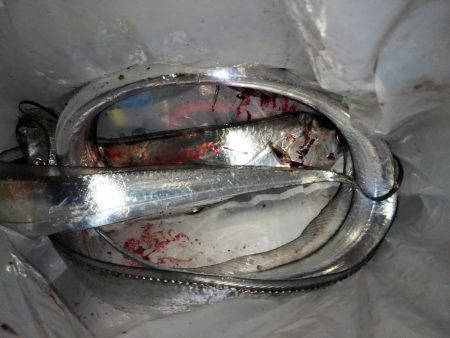 タチウオは何処へ?