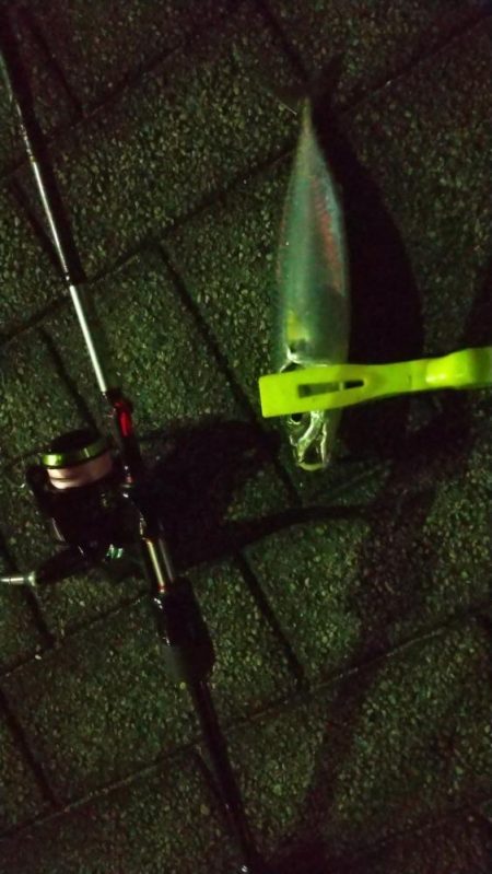 太刀魚とアジの様子を見に近場調査