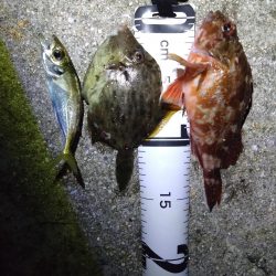 久しぶりのタチウオ