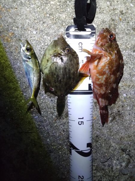 久しぶりのタチウオ