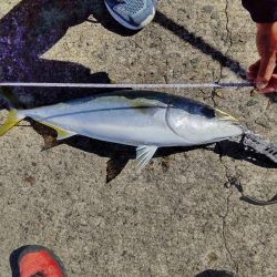 鯖の飲ませでメジロ２本