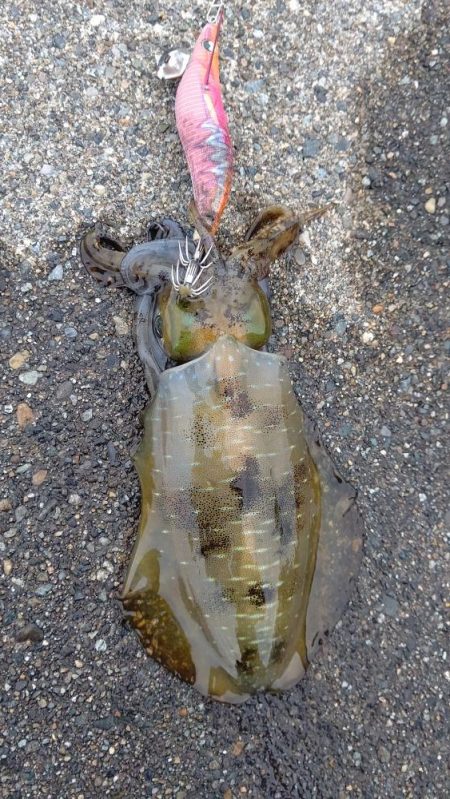 久しぶりのエギング