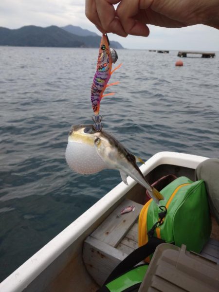 手漕ぎボートエギング、急に激シブ