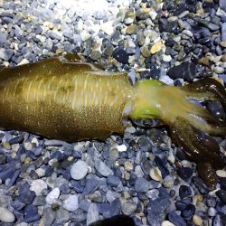 エギングでアオリイカとサゴシ祭り