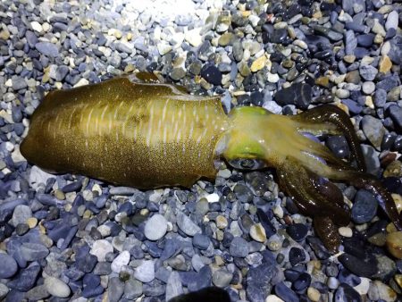 エギングでアオリイカとサゴシ祭り